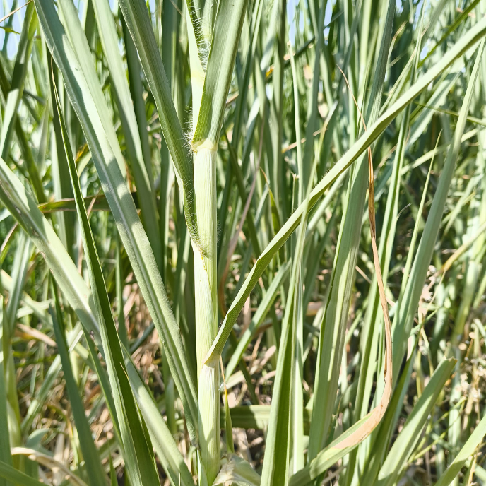 CALL NOW š7015842336 Super Napier 20 Grass ā (800 sticks) High-Protein Green Fodder for Livestock