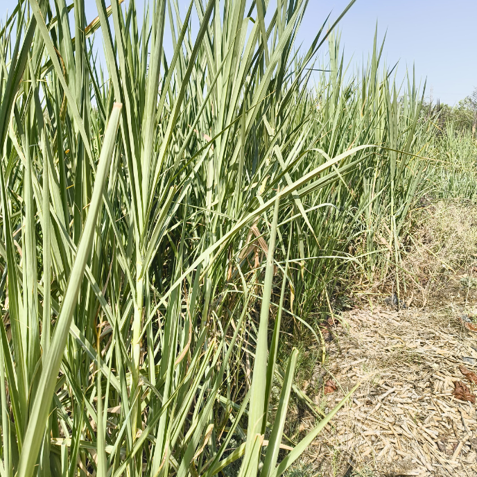 CALL NOW š7015842336 Super Napier 20 Grass ā (800 sticks) High-Protein Green Fodder for Livestock