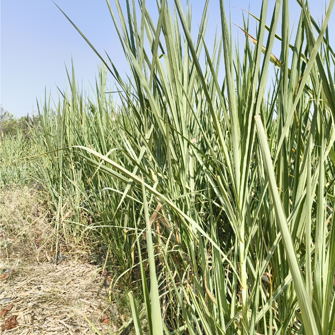 CALL NOW š7015842336 Super Napier 20 Grass ā (800 sticks) High-Protein Green Fodder for Livestock