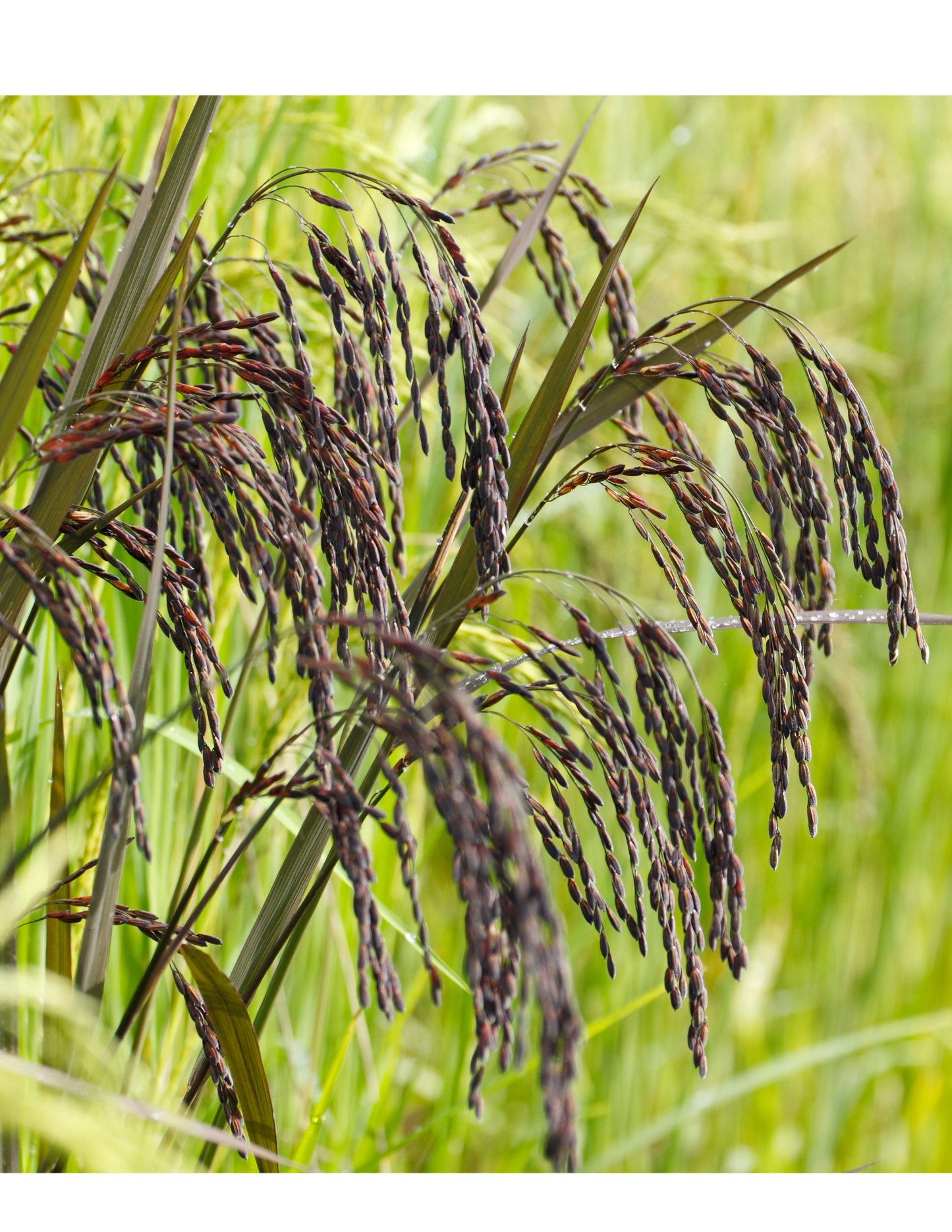 Black Rice Seeds (Kala Chawal ke Beej)