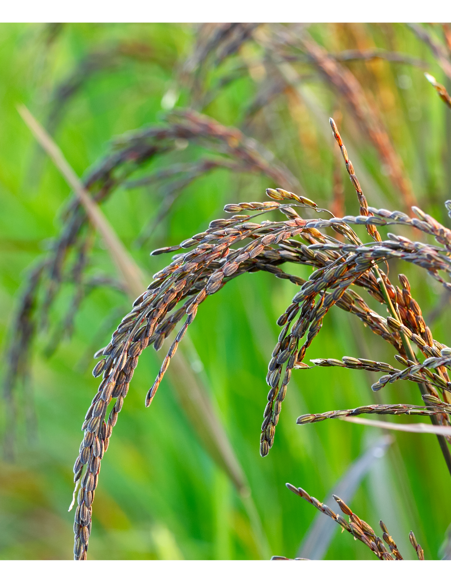 Black Rice Seeds (Kala Chawal ke Beej)