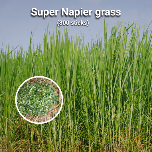 CALL NOW 📞7015842336            Super Napier 20 Grass –  (800 sticks) High-Protein Green Fodder for Livestock